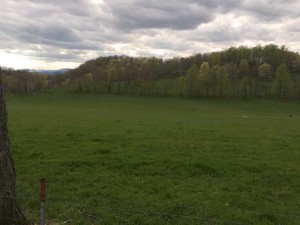 A view of a field on Lewis road near Organ Cave